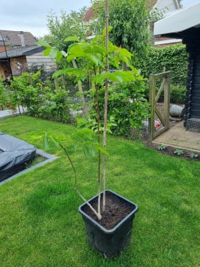 Walnootboom