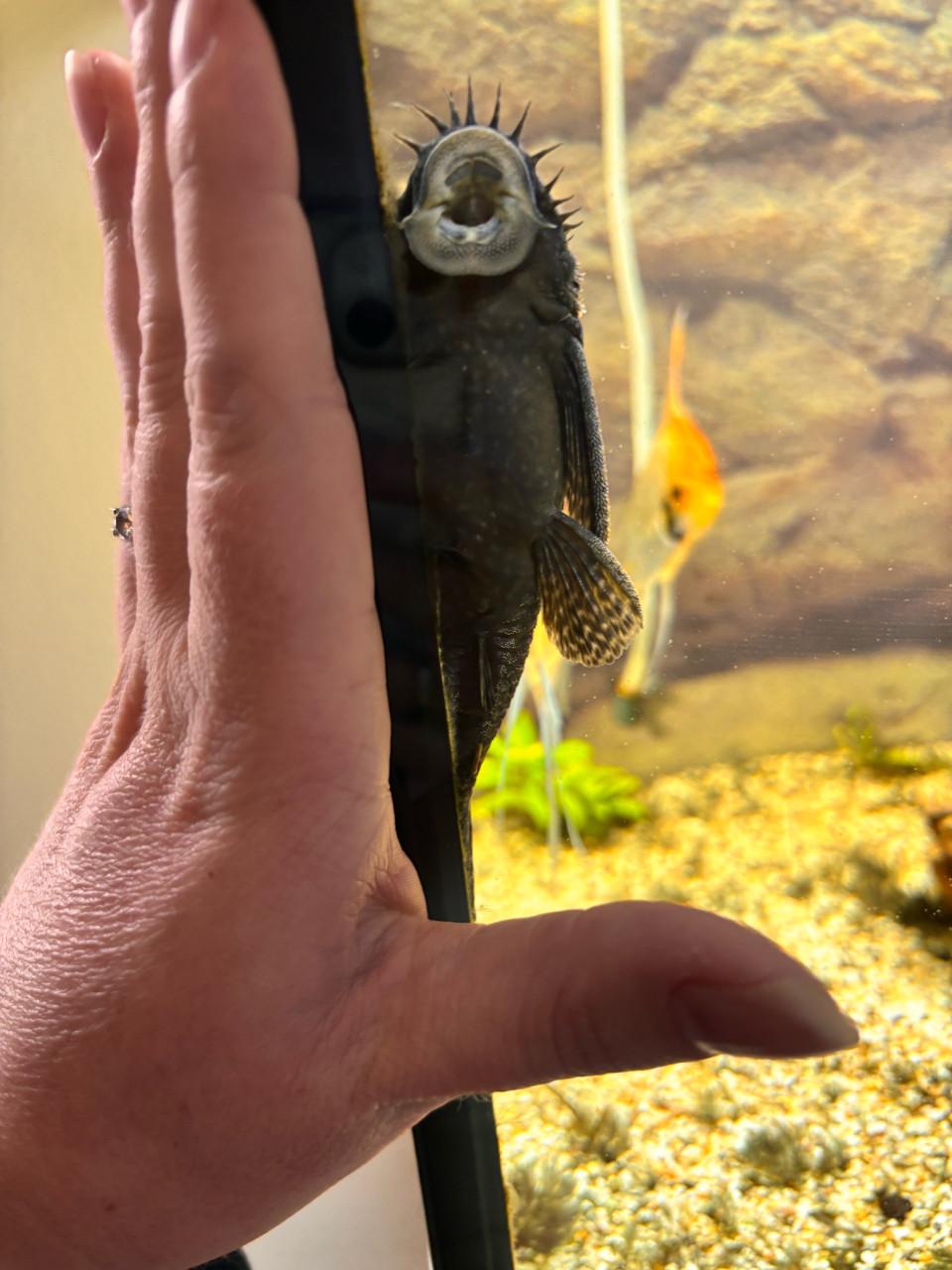 2x Borstelneusmeerval (Ancistrus)