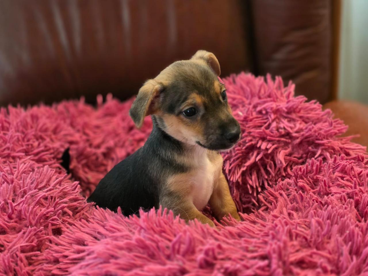 Prachtige Jack Russell puppies