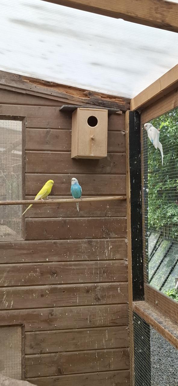 Parkietjes (11 stuks)