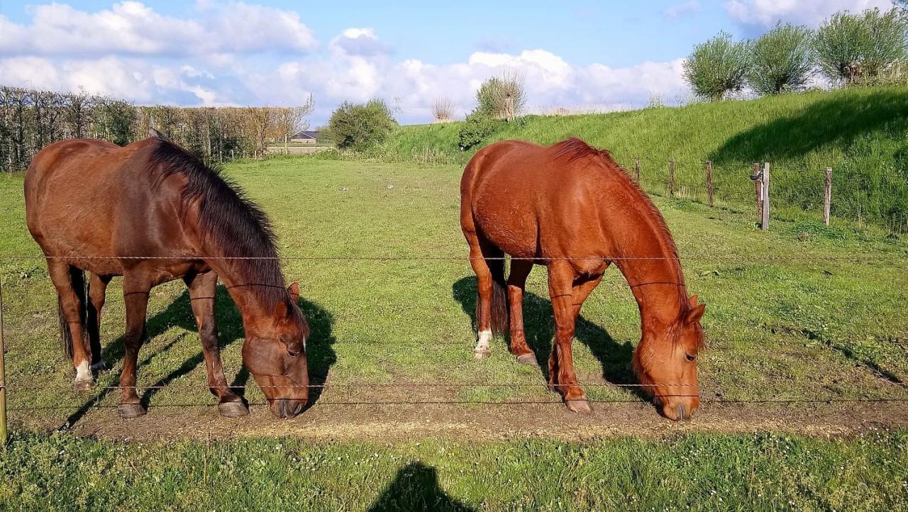 Aangeboden weide voor twee paarden