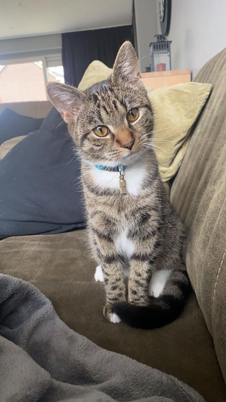 Bilou en Bailey zoeken een goud mandje