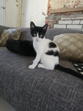 Katertje met toebehoren