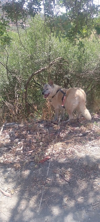 Alora Dog Rescue: Maria is het vertrouwen in de mens niet verloren