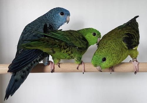 (GEVRAAGD) CATHARINA PARKIET