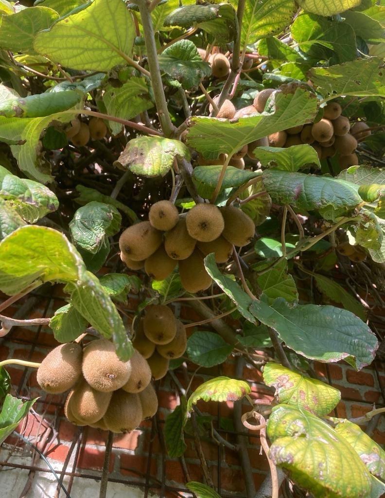 Biologische kiwi’s