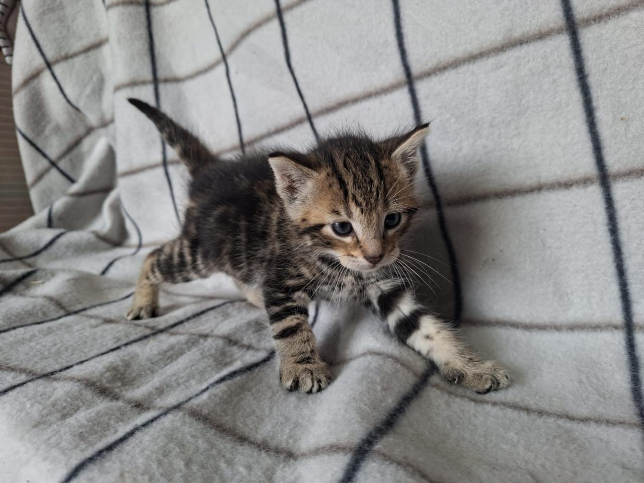 Mooie boerderij kitten