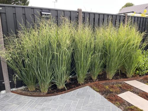 Vingergras, Panicum virgatum Northwind