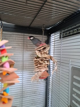 Koppel rijstvogels