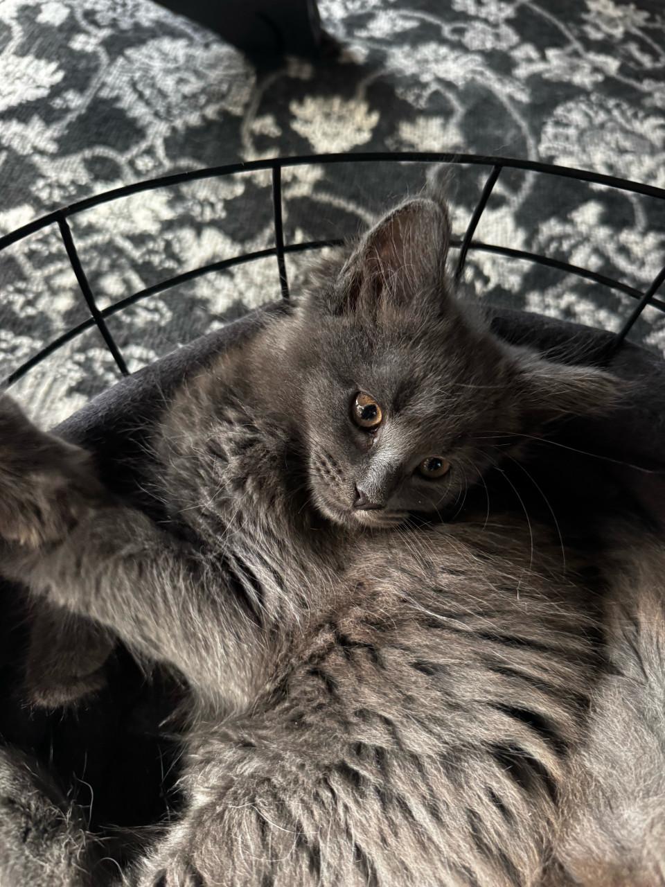 Maine coon kittens blue