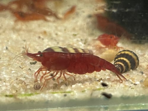 Bloody mary garnalen (neocaridina)