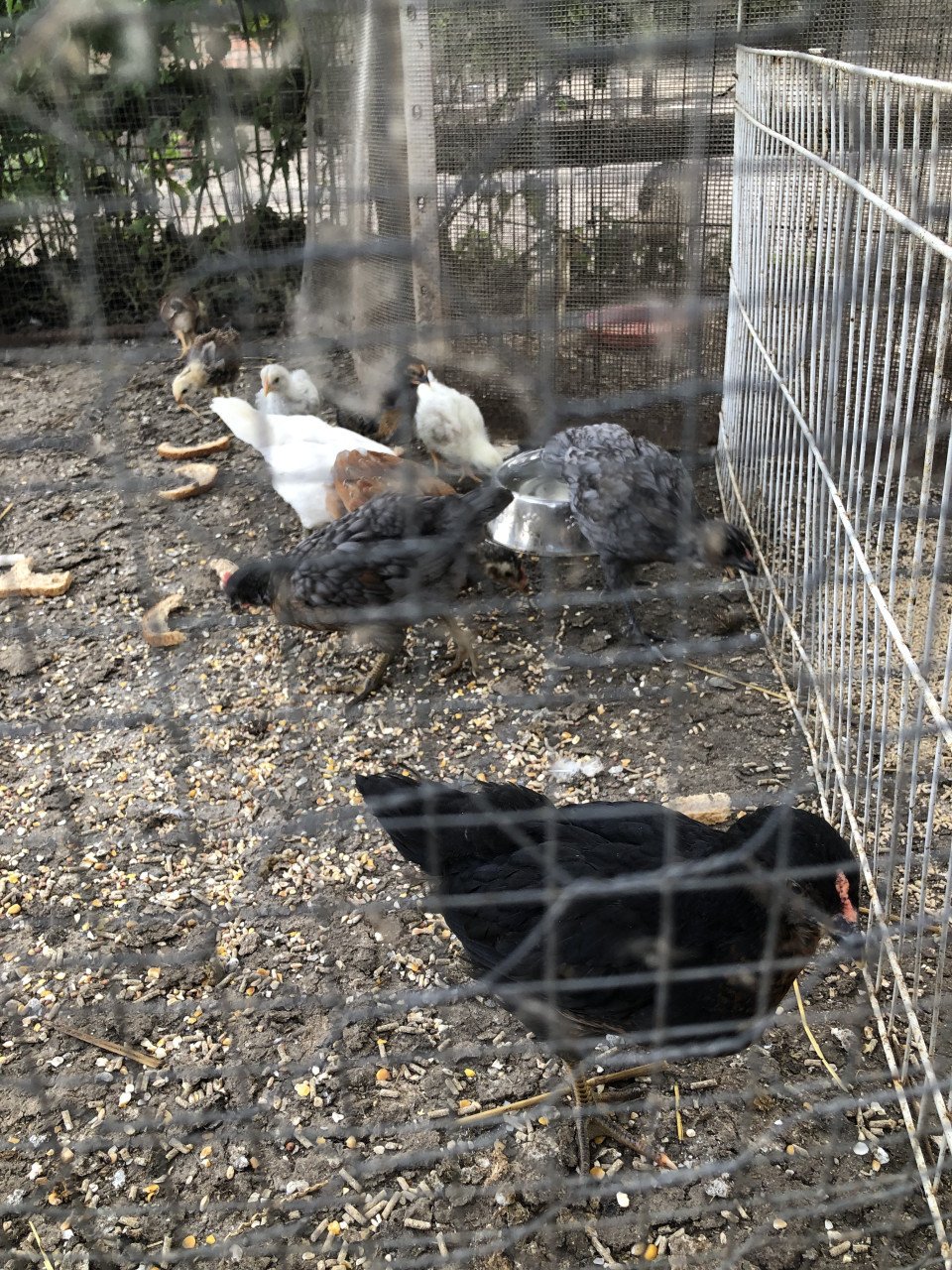 Jonge kippen uit kleurleggers, natuurbroed!