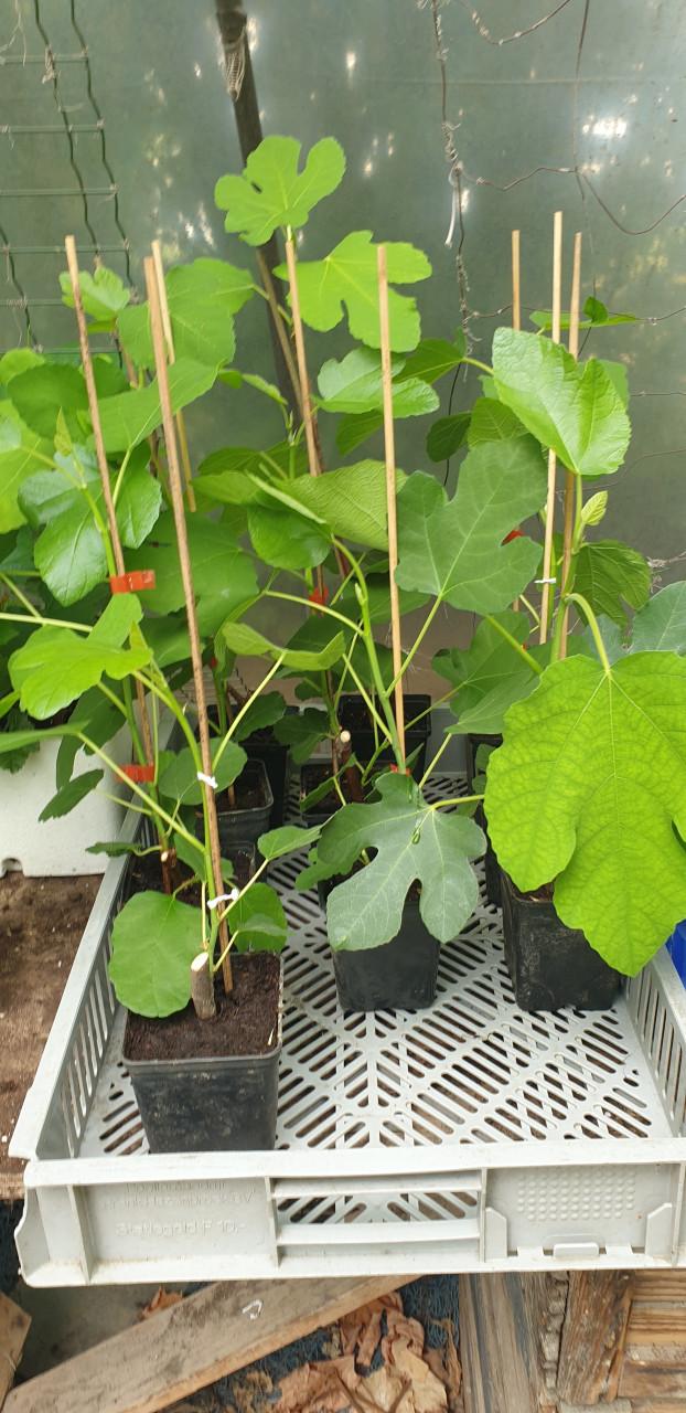Vijgenplanten