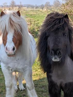 Gezellige verzorger/ster