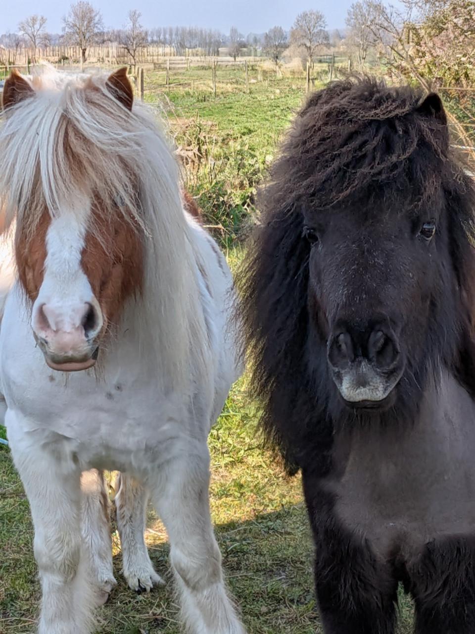 Gezellige verzorger/ster