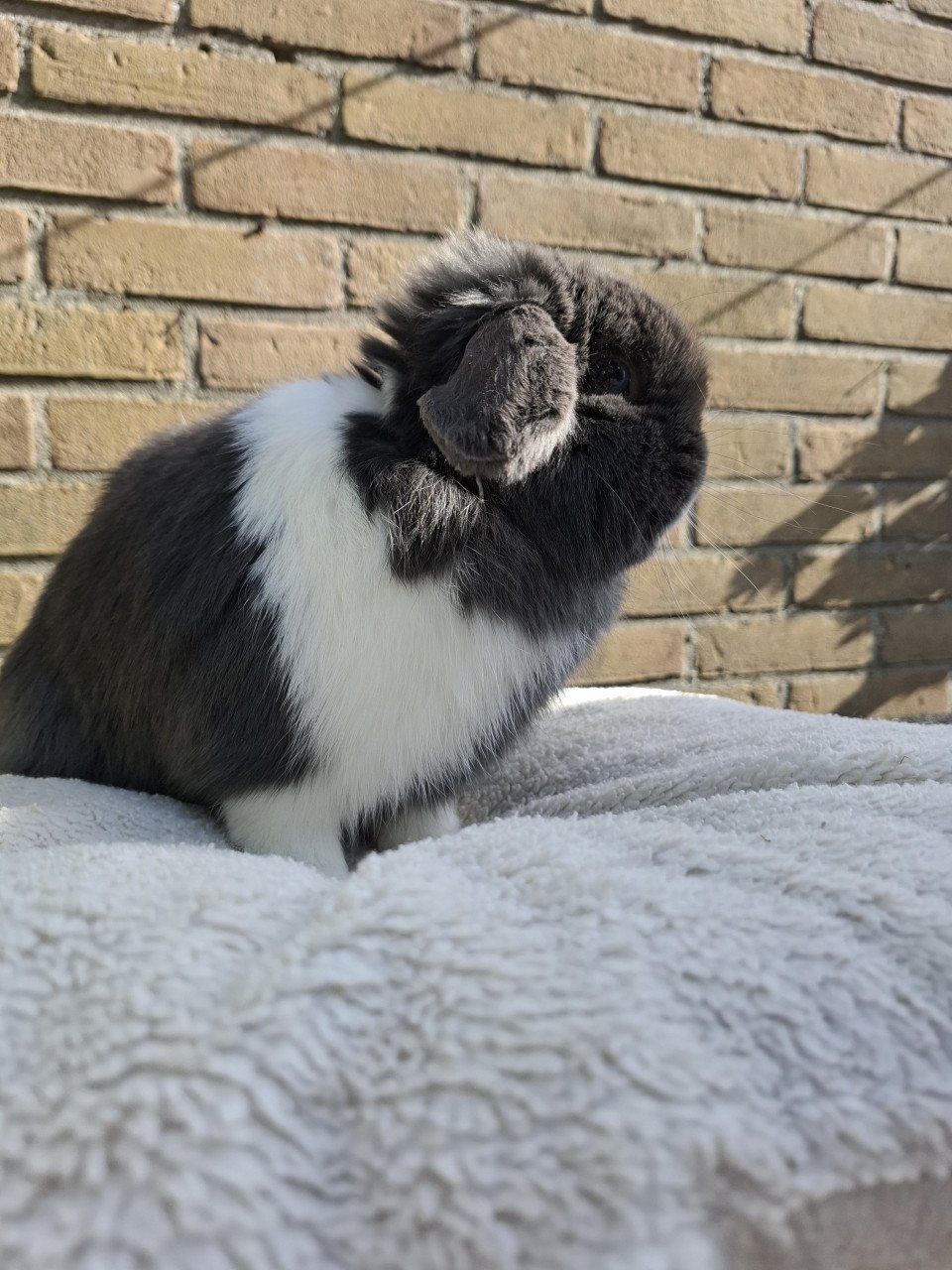 Super lief klein minilop konijntje