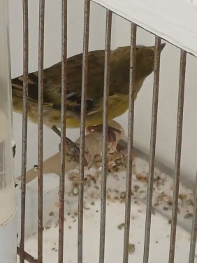 Twee bastaard barmsijs/kanarie