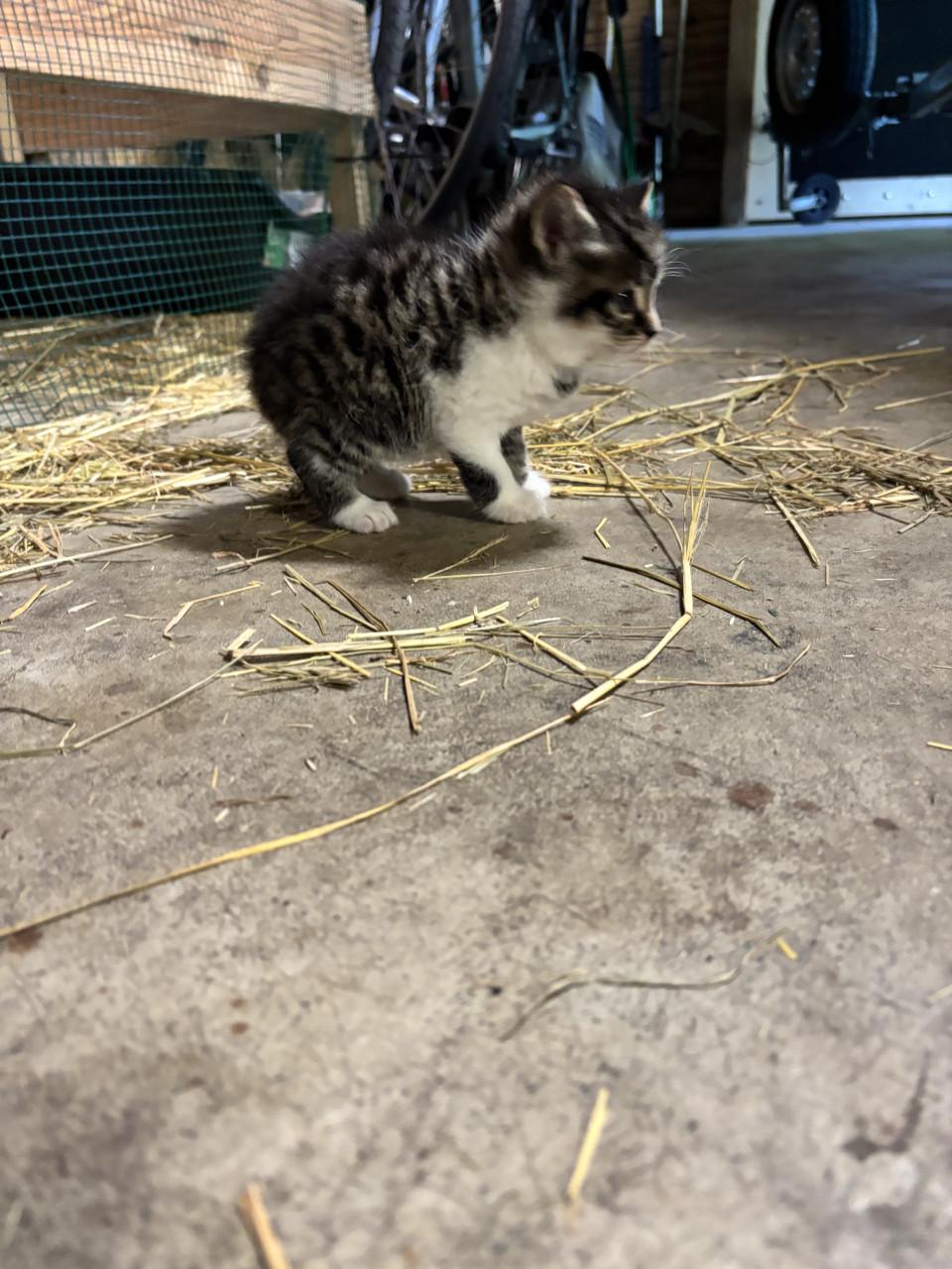 4 boerderij kittens