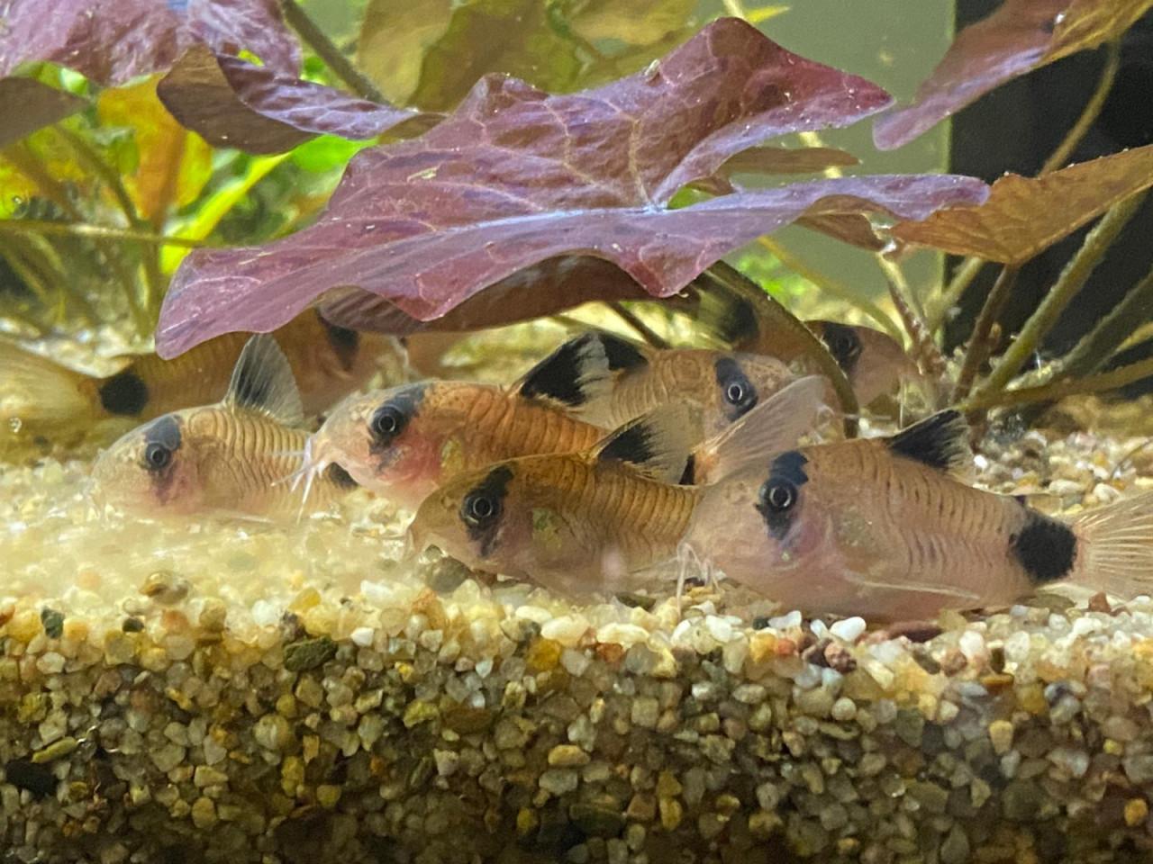Hoplisoma (Corydoras) Panda F1