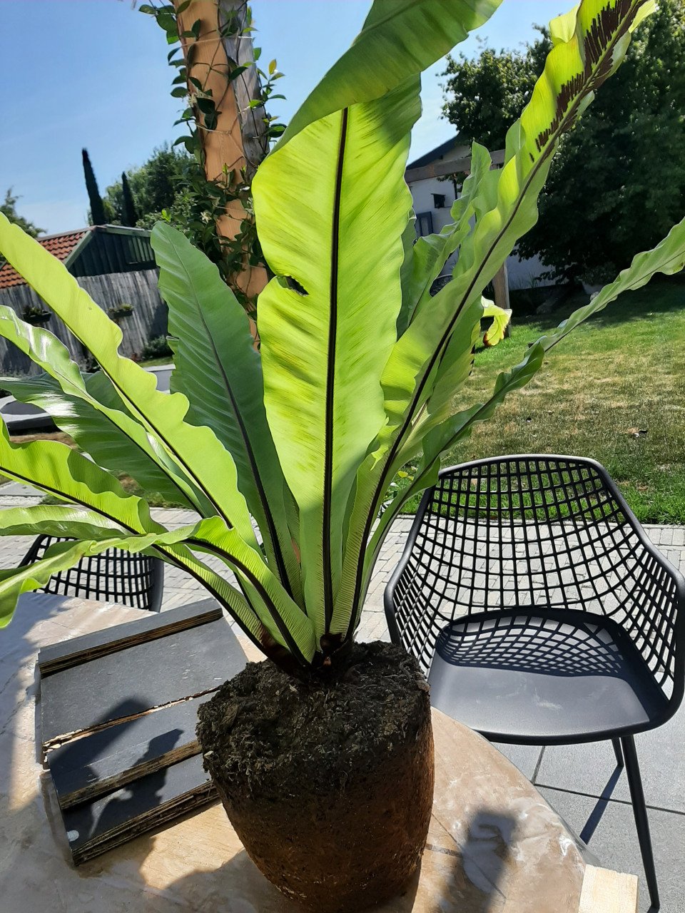 Mooie grote kamerplant