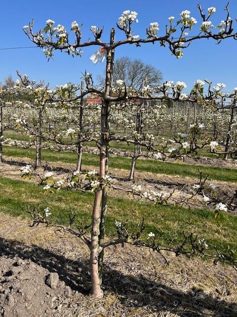 Fruitbomen in leivorm / Leibomen / Peer