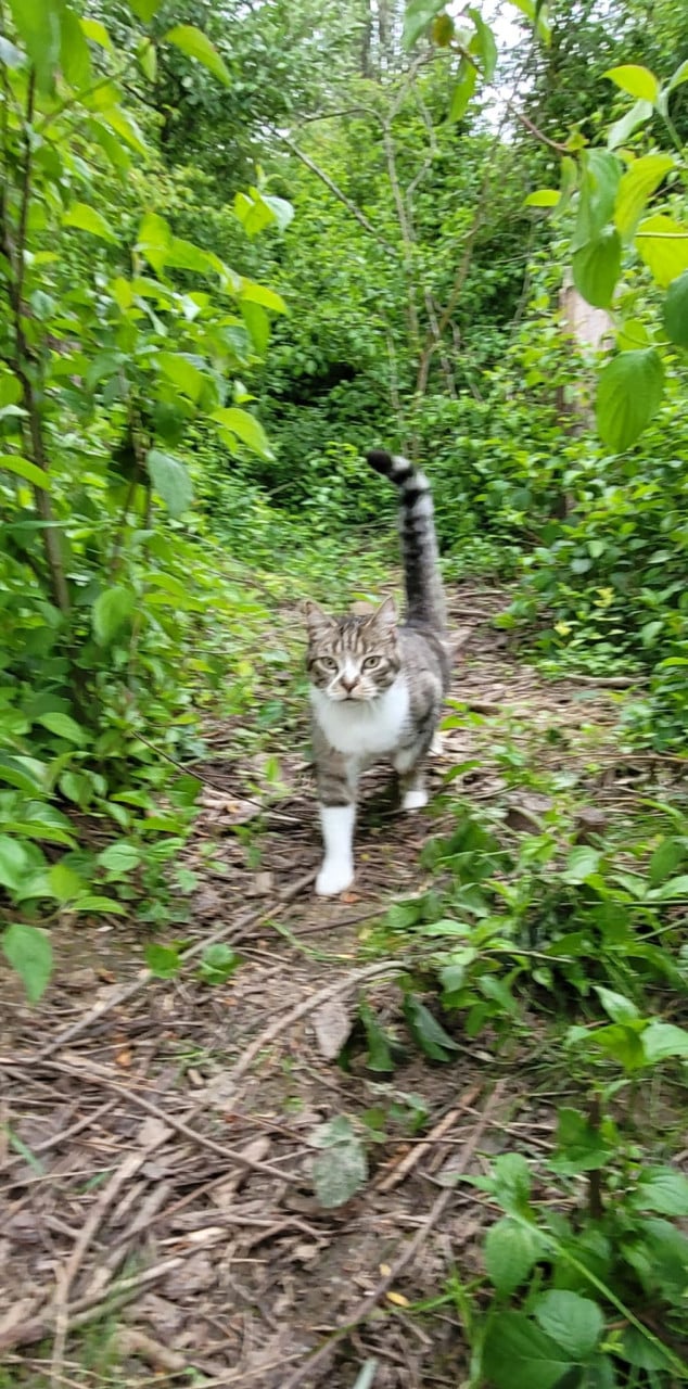 Herplaatsing (oudere) katten
