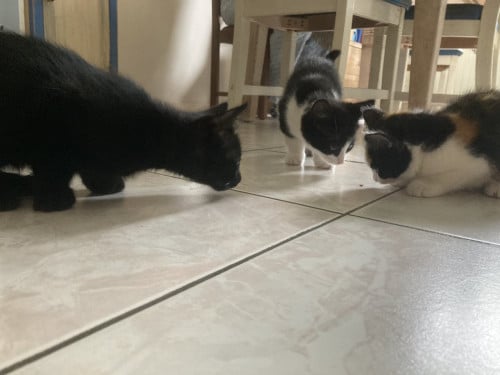 3 Lieve aanhankelijke Kittens