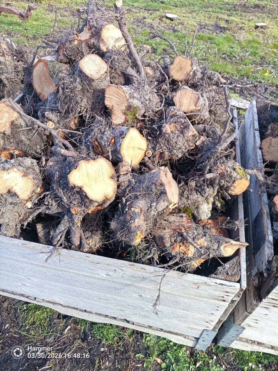 Openhaardhout appel stronken, beste stuk, pas gerooid.