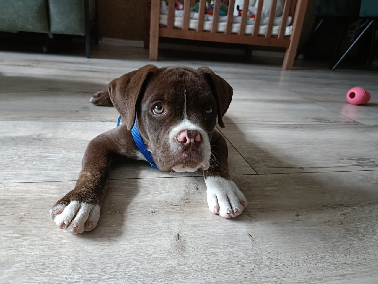 Old English Bulldog pup teefje