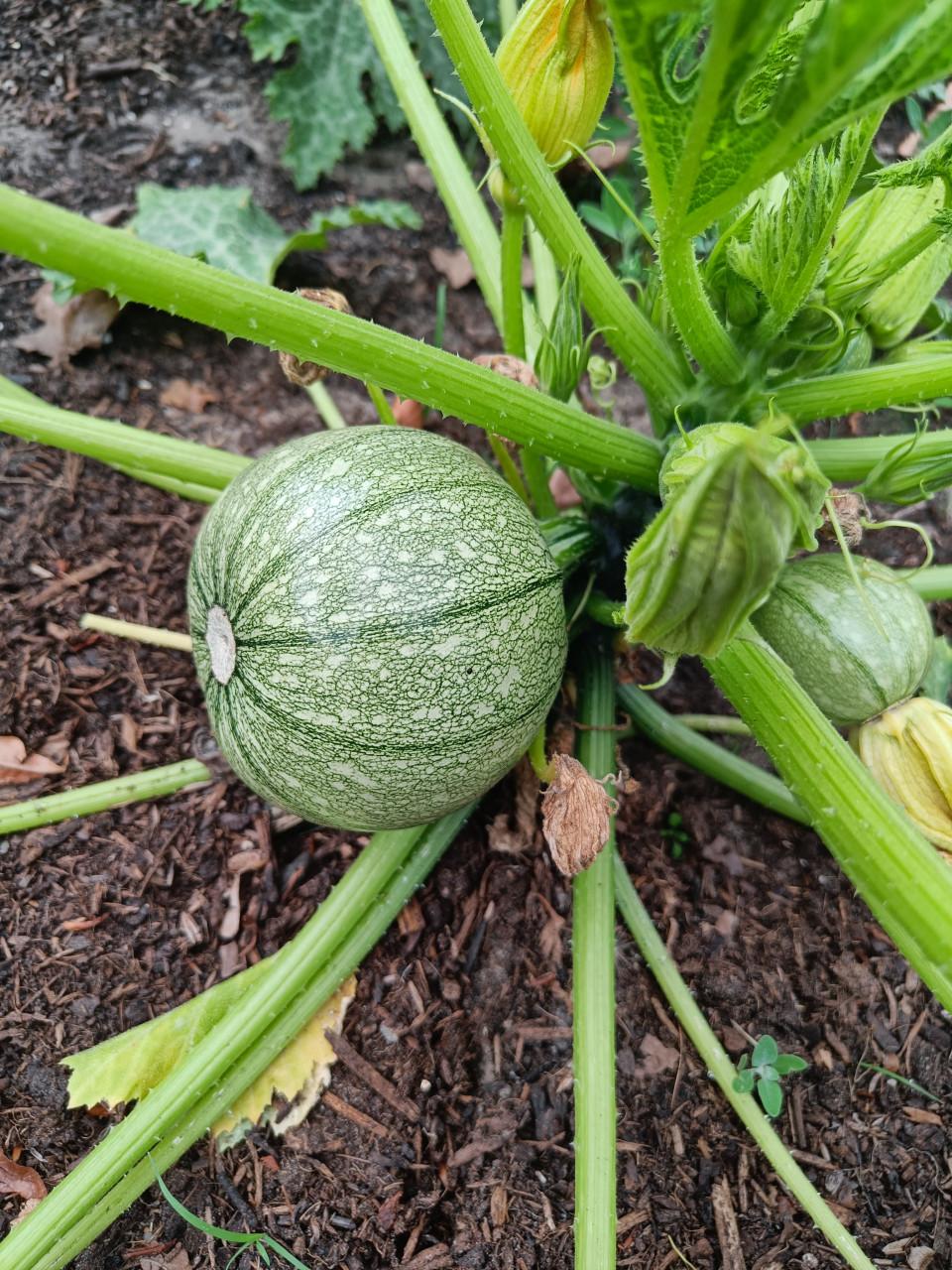Verse bio bol courgettes