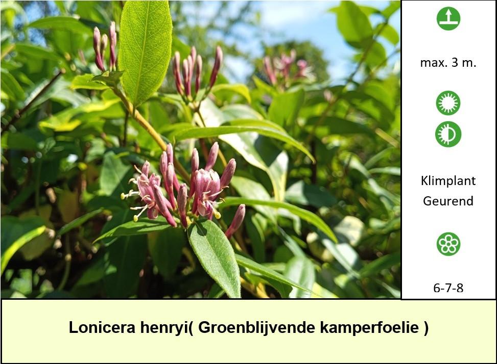 De border of lege plaats in de tuin voordelig opvullen ? € 1,25 p/st.
