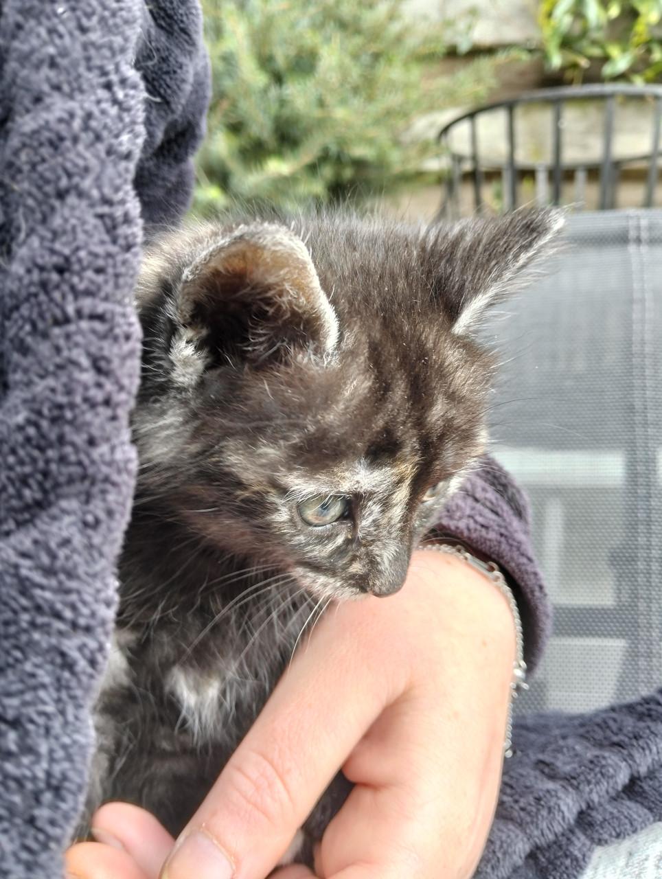 Kittens