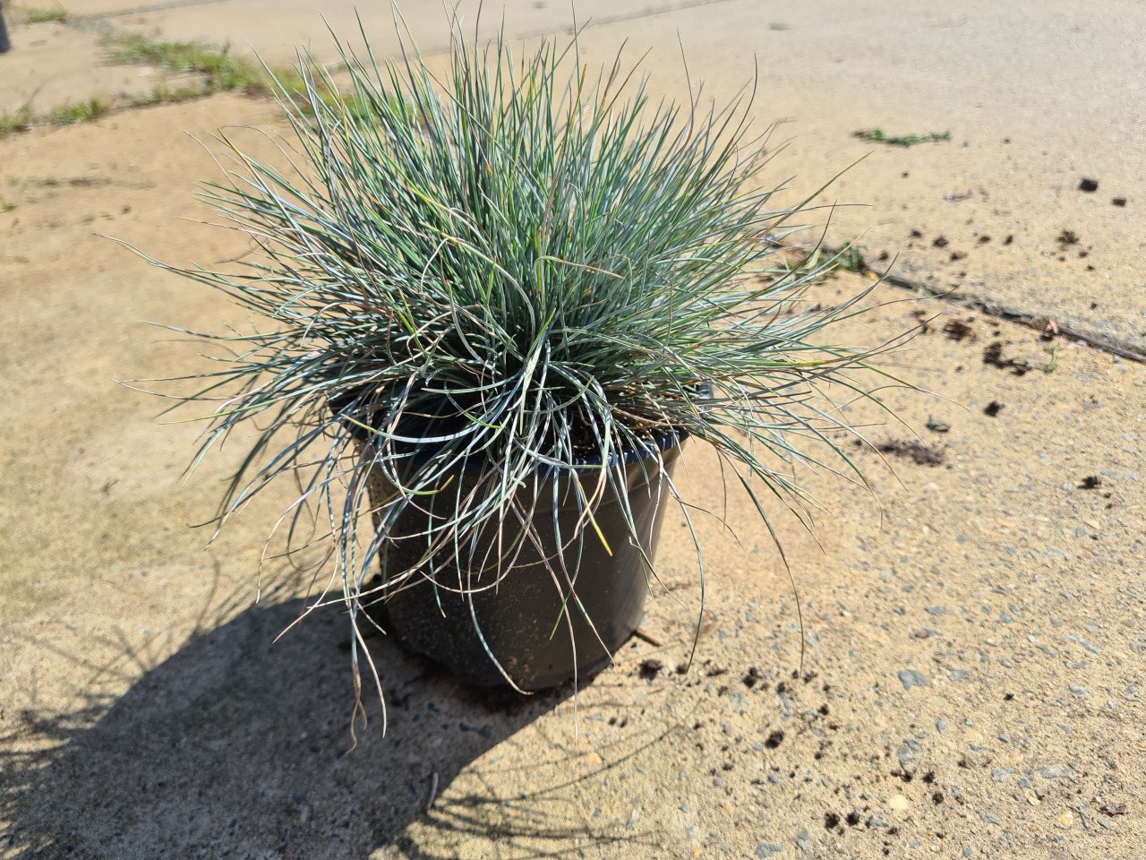 Blauw schapengras - Festuca Glauca 'Elijah Blue'