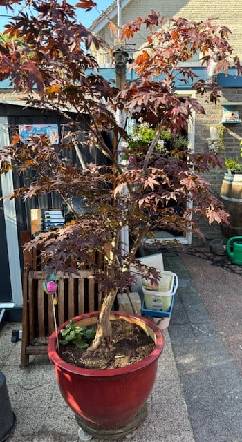 Japanse esdoorn  cq Acer