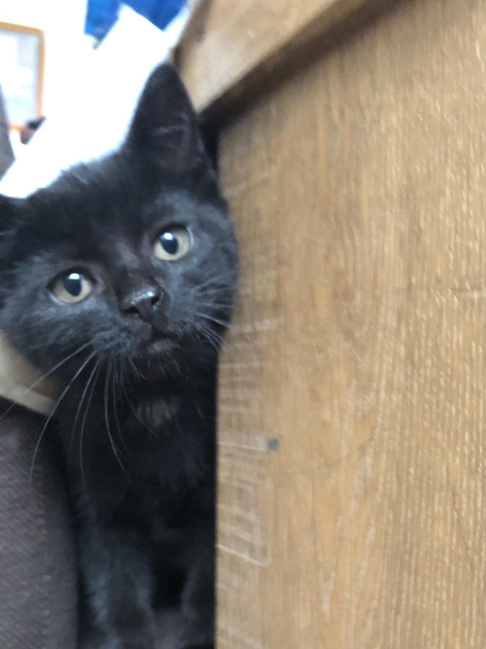 Kittens mannetje en vrouwtje