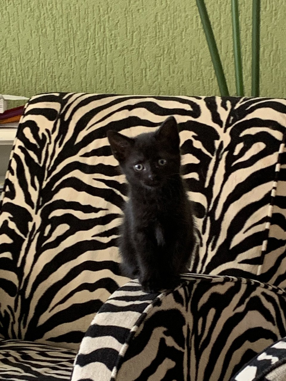 2 zwarte en 1 tijger kitten