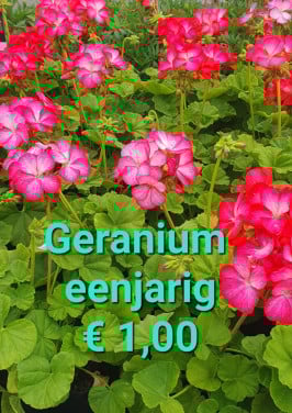 TUINPLANTEN leuke prijzen!