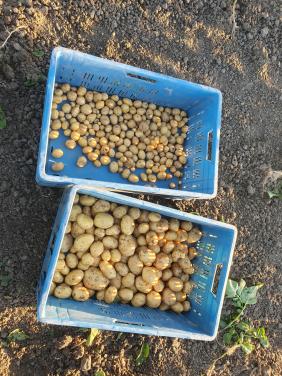 Nieuwe Aardappelen Frieslander