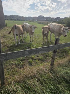 Veeteelt