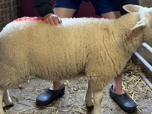 Stamboek swifter dekrammen