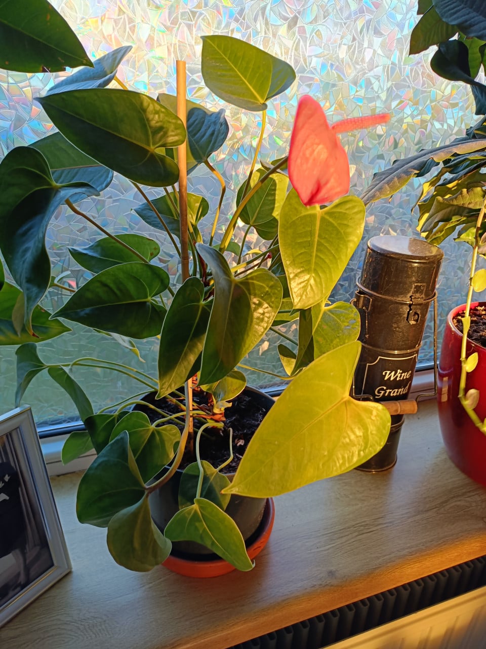2x Anthurium rose