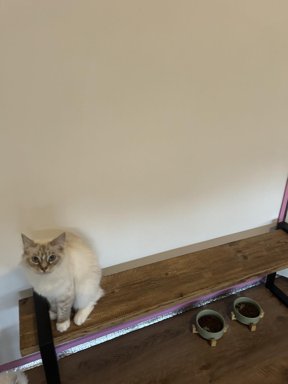 Super mooie jonge Siberische poes met prachtige blauwe ogen