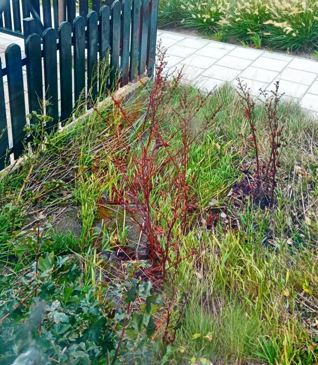 Wie kan mij helpen met de voor & achtertuin onkruidvrij te maken?