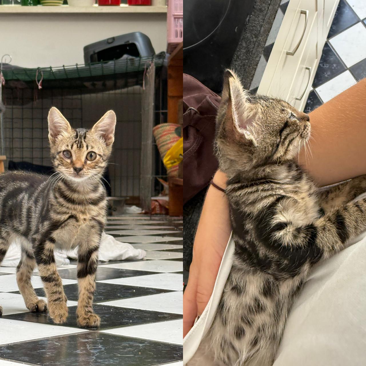 Kittens
