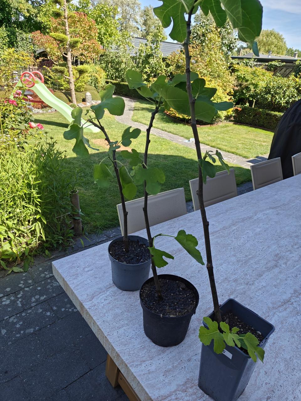 Vijgenboompjes vijgen vijgenplant  brown Turkey