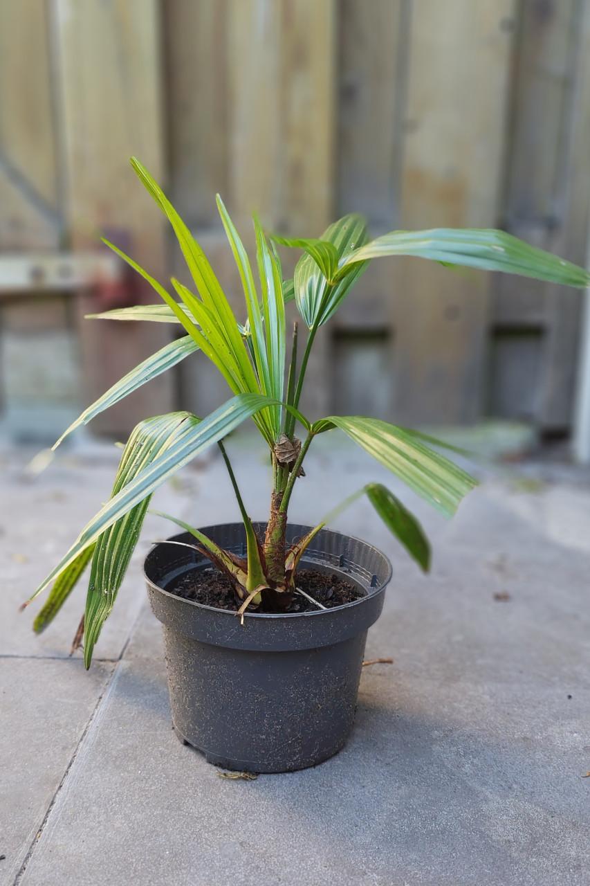 Palmboom plantjes (Trachycarpus fortunei)