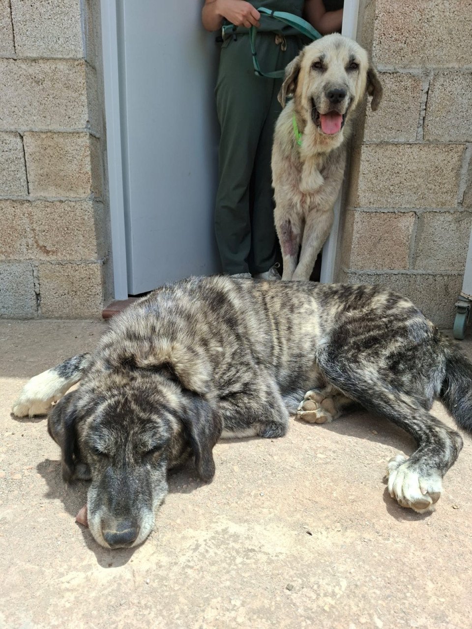 Alora Dog Rescue: Logan, grote knuffelbeer zoekt een baasje