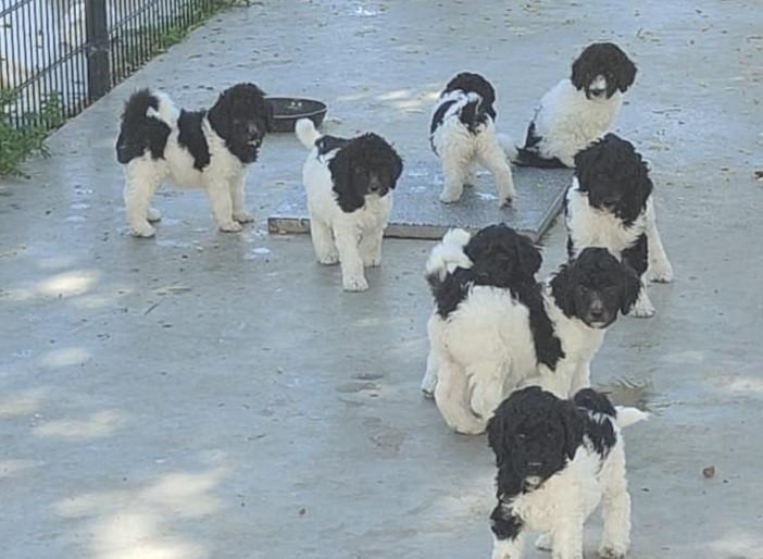 Bonte Harlekijn labradoodle pups
