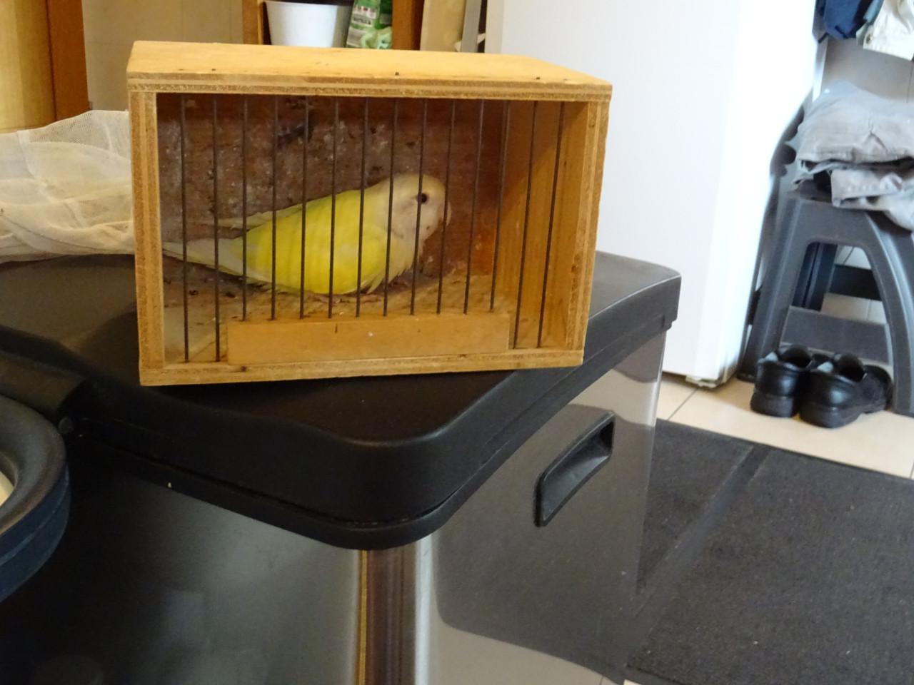 Te koop mooie VANNILE KLEUR Agapornis Broedrijpe Man wegens weg vallen Pop