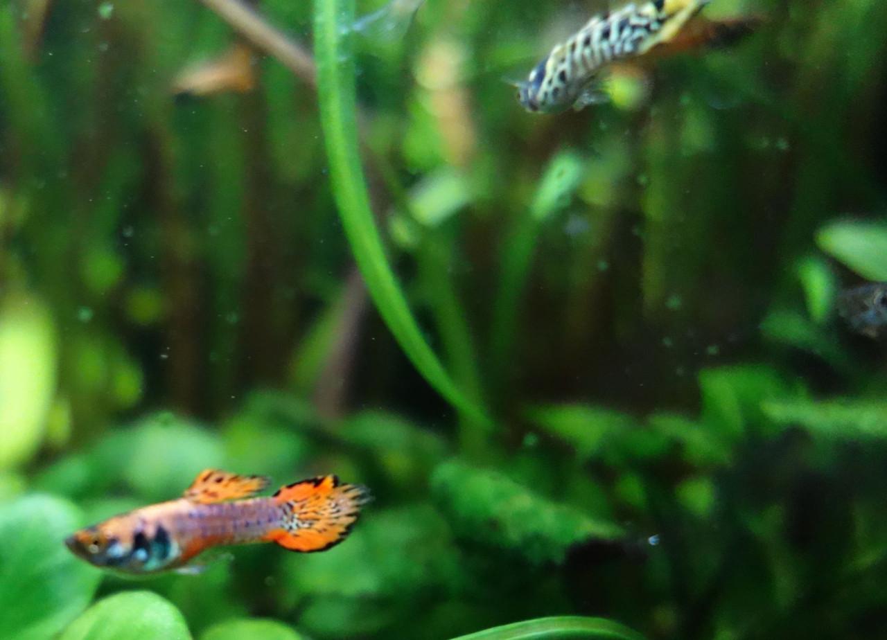 Endler guppen Yellow Tiger